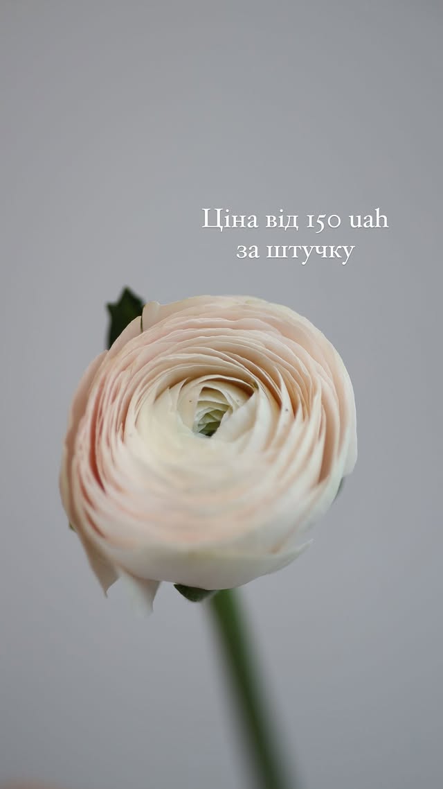 Ранункулюс кремовий - елегантний букет для будь-якої події