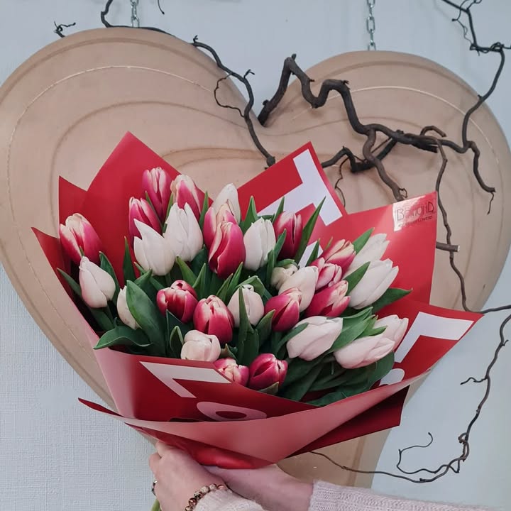 Bouquet of bi-colored tulips with red and white wrapping