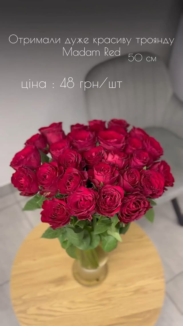 Червона троянда Madam Red висотою 50 см