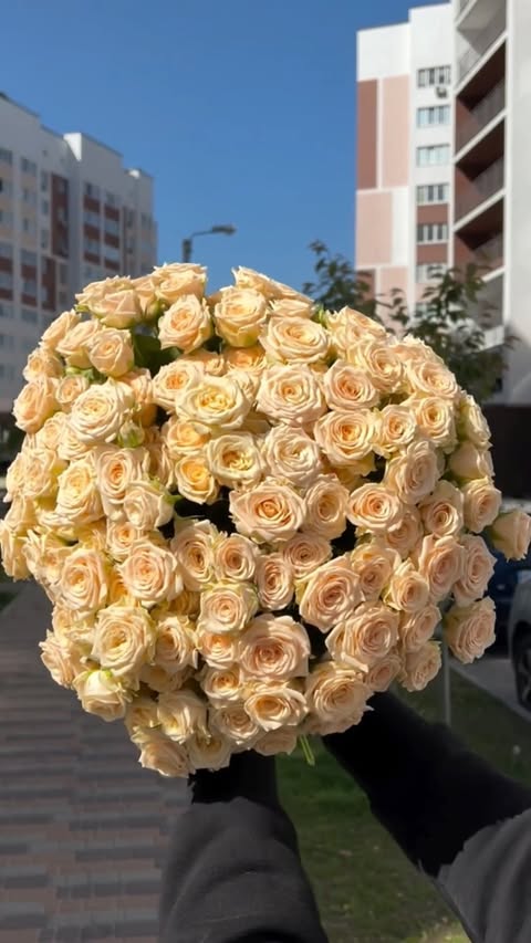 Кущова троянда «Таня» кремового кольору 40 см
