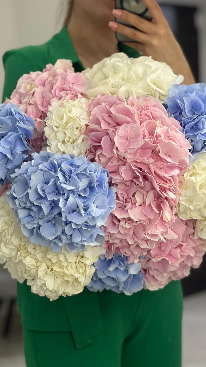 Bouquet of multicolored Dutch hydrangeas