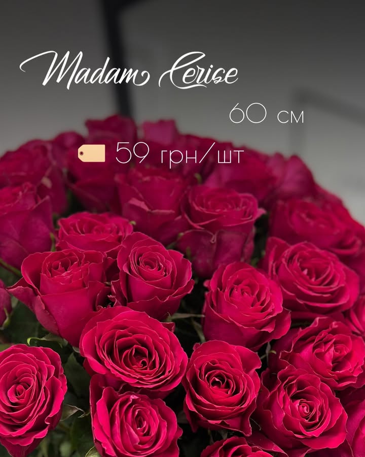 Букет троянд Madame Cerise класичний червоний, 60 см