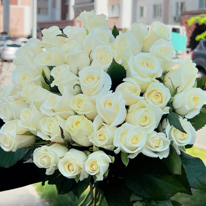 Біла троянда «Білуга» 40 см