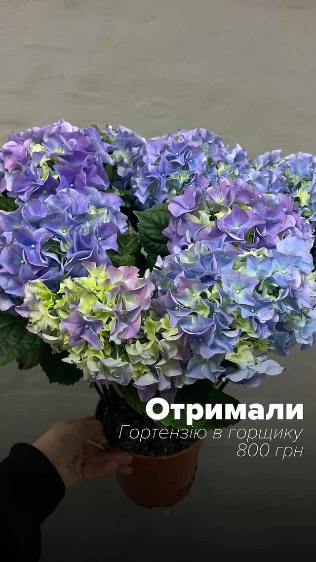Букет гортензій у горщику - стильний декор для інтер'єру