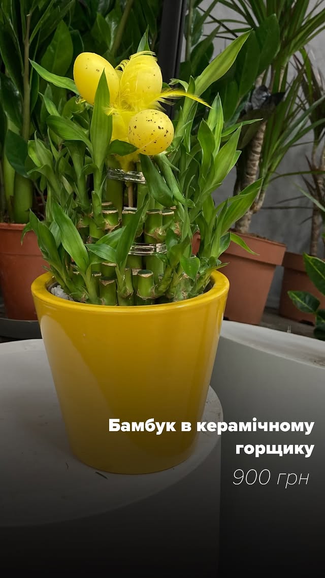 Бамбук у керамічному горщику з декоративними яйцями