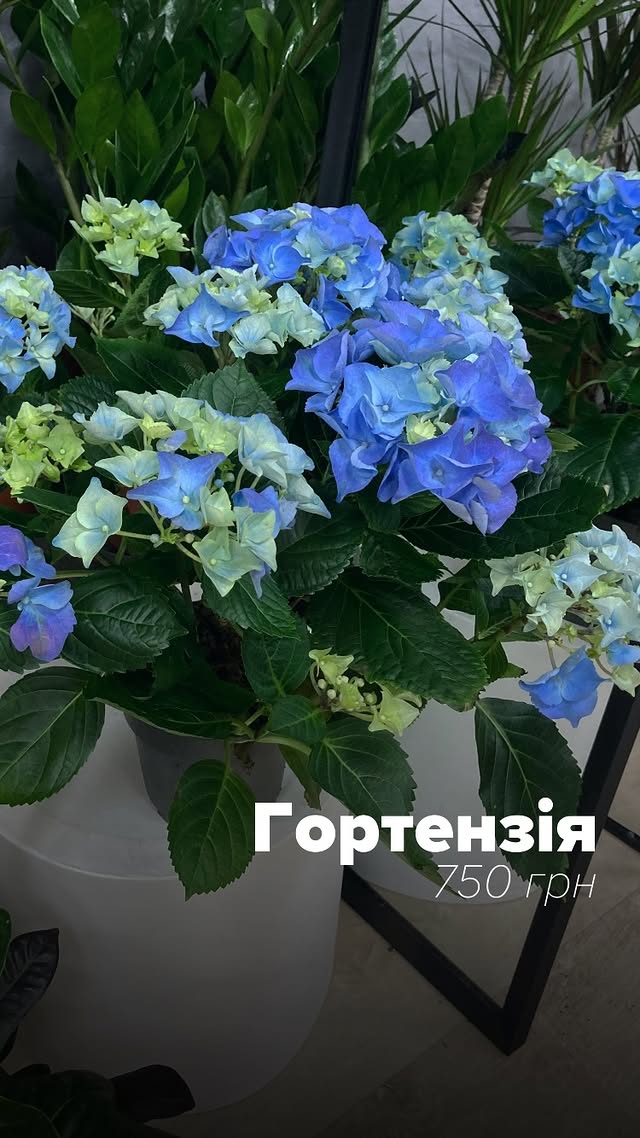 Гортензія декоративна, синьо-зелена, в горщику