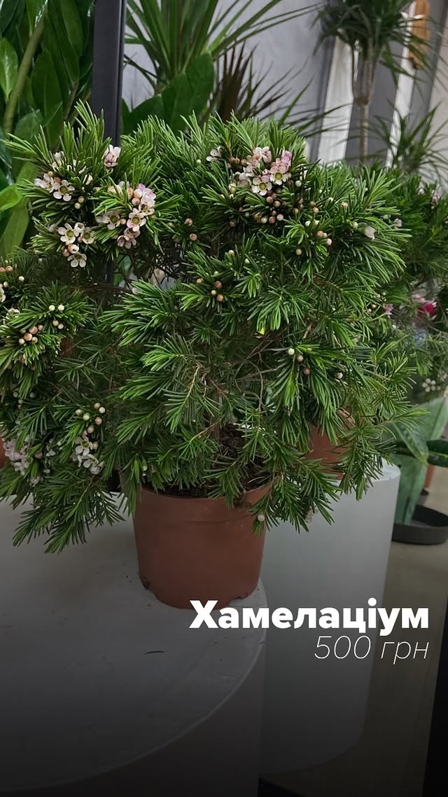 Хамелайціум - декоративна кімнатна рослина у горщику з яскравим зеленим листям і квітами
