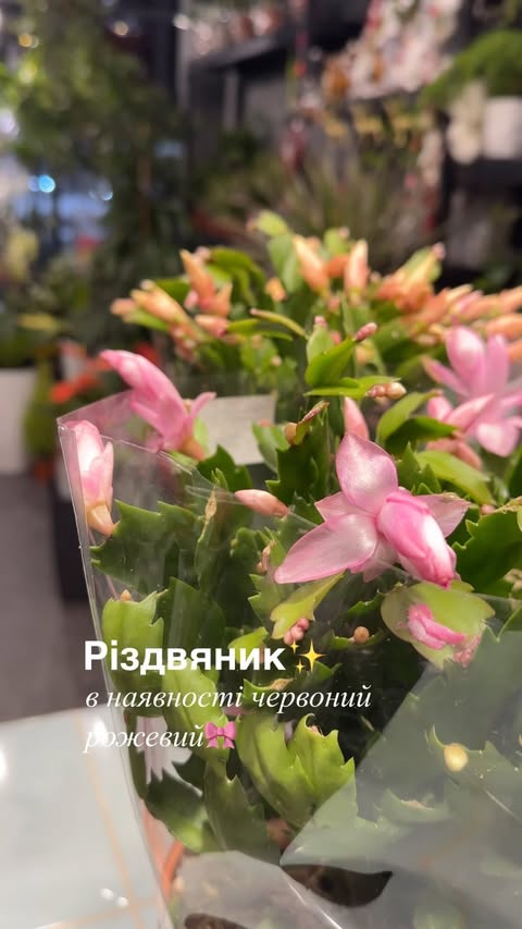 Різдвяник декоративний в горщику рожевий та помаранчевий