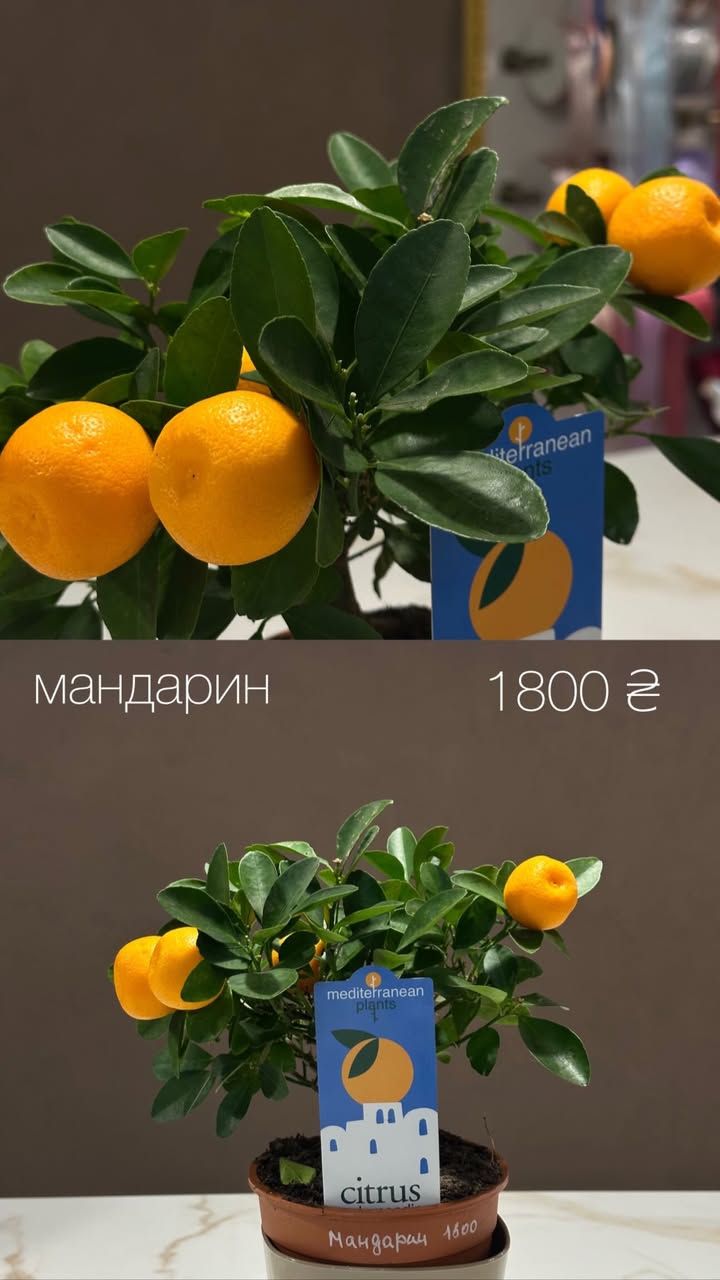 Кімнатна рослина Мандарин у горщику з помаранчевими плодами