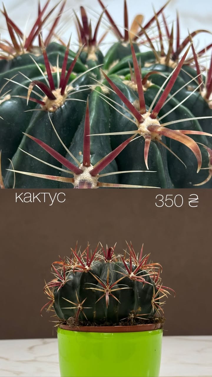 Кактус з довгими червоними колючками в зеленому горщику
