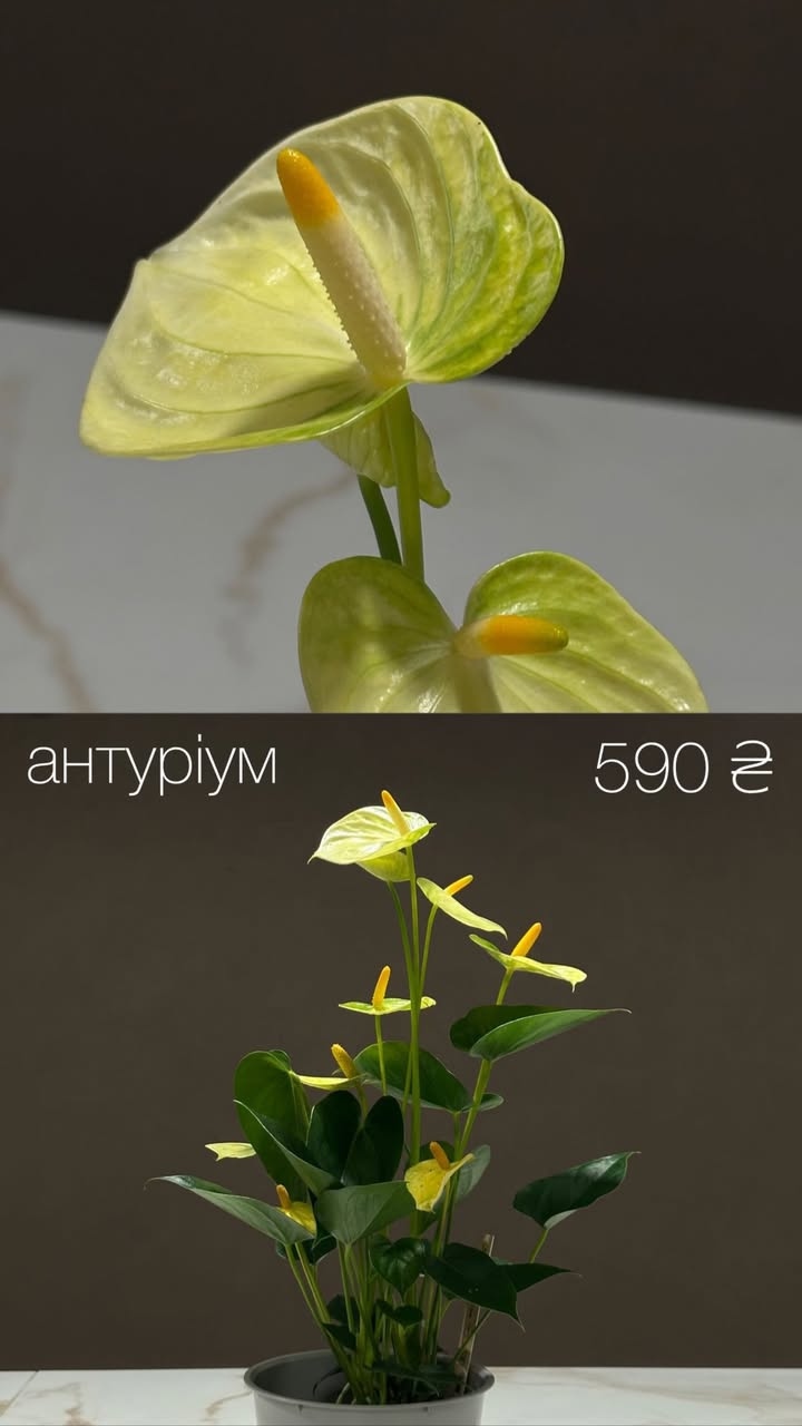 Кімнатна квітка антуріум жовто-зелений у горщику