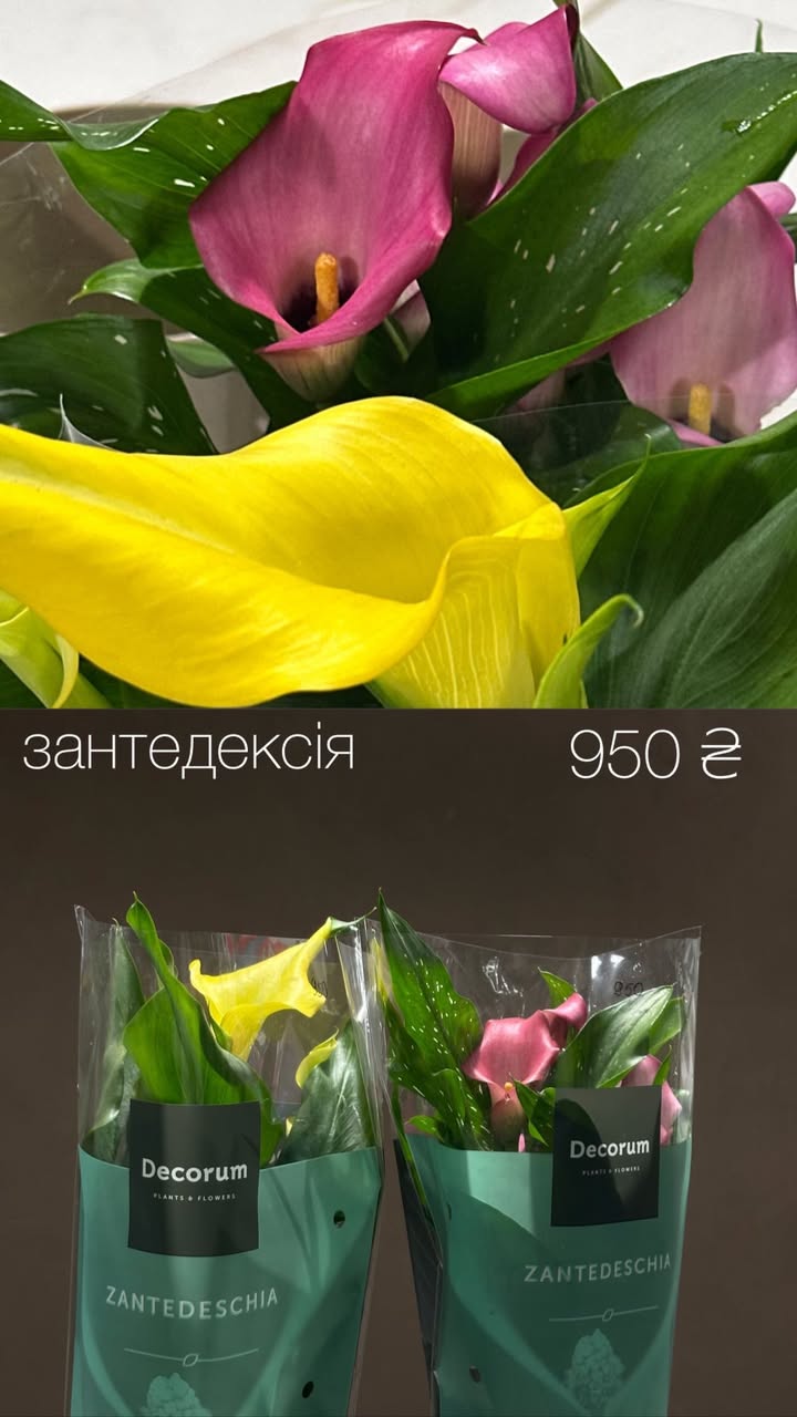 Букет живих квітів Зантедескія жовта та рожева