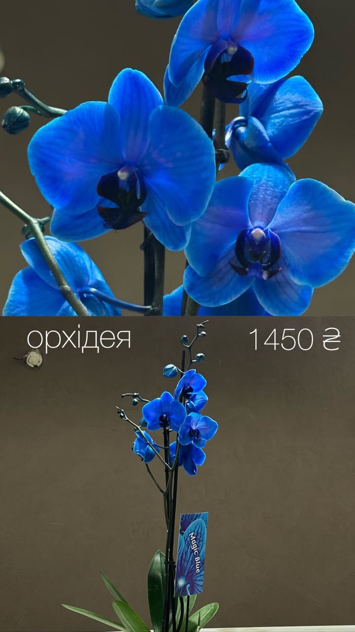 Орхідея Фаленопсис Magic Blue з синіми квітами