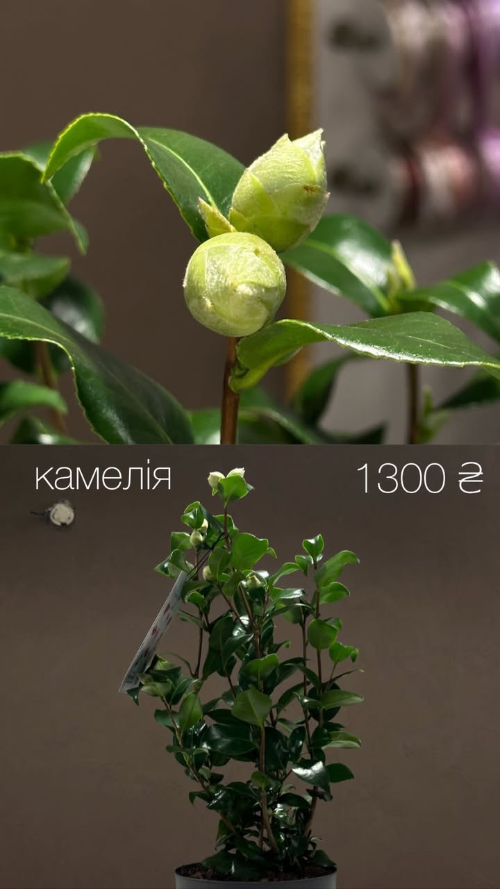Кімнатний кущ камелії з бутонами в горщику