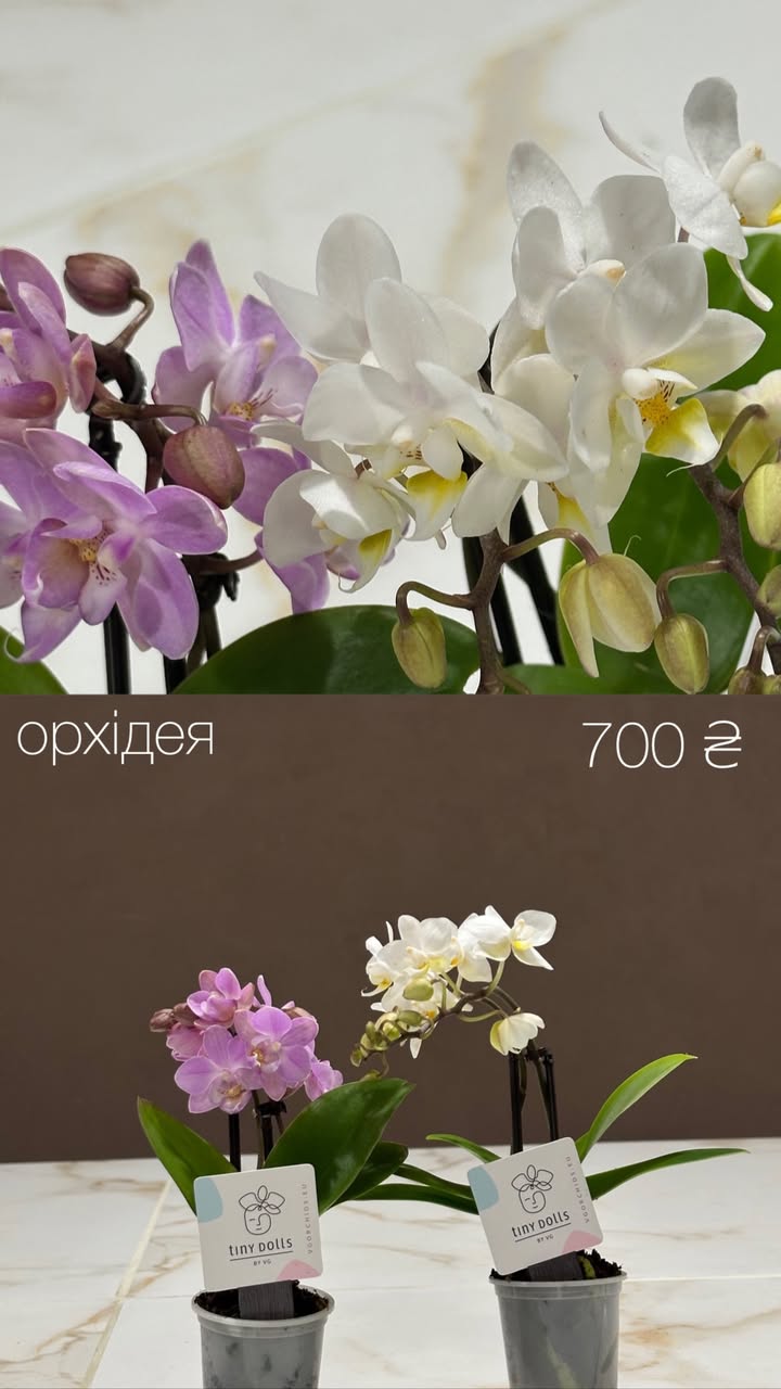 Мініорхідея Phalaenopsis в горщику, біло-сиренева