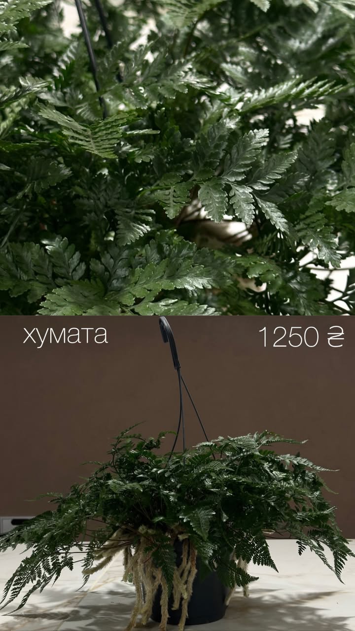 Компактне кашпо з кущем папороті Хумата
