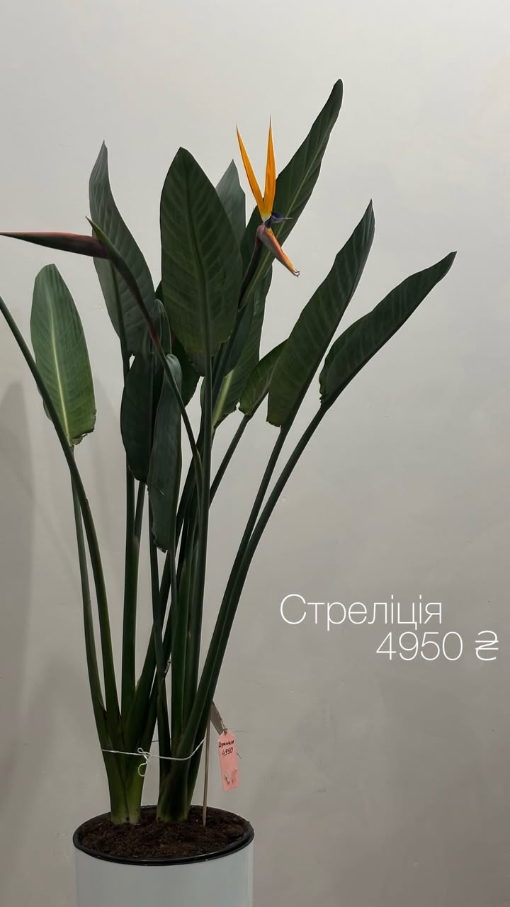 Кімнатна рослина Стреліція з яскравим помаранчево-синім квіткою