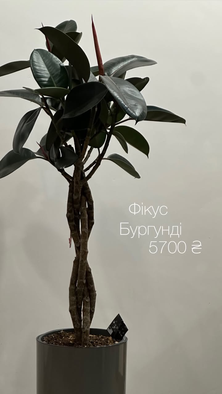 Фікус Бургунді в горщику