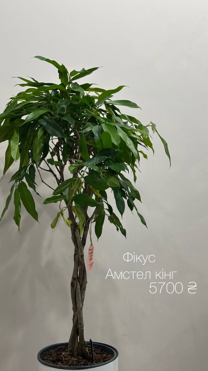 Фікус Амстел Кінг з переплетеними стовбурами у горщику